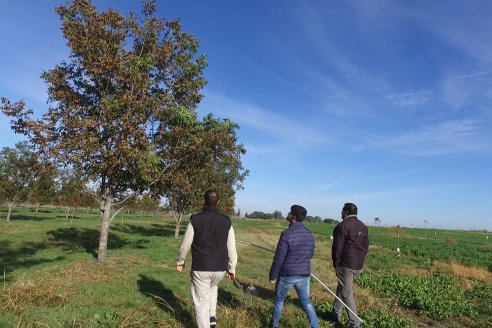 Visita a Pecanes LOYLA - Distrito Palmar - Departamento Diamante