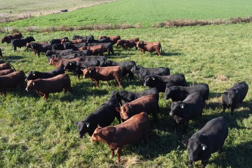 Visita a COEMBOTÁ Angus de Calderón - Previa al 11° Remante Anual