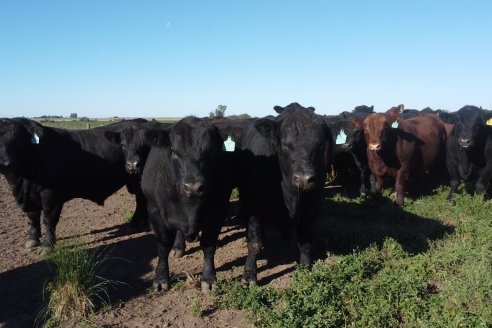 Visita a COEMBOTÁ Angus de Calderón - Previa al 11° Remante Anual