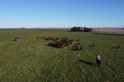 Visita a COEMBOTÁ Angus de Calderón - Previa al 11° Remante Anual