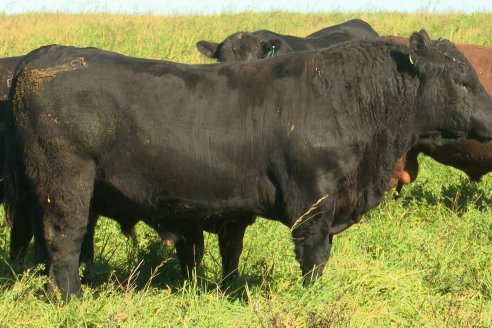 Visita a COEMBOTÁ Angus de Calderón - Previa al 11° Remante Anual