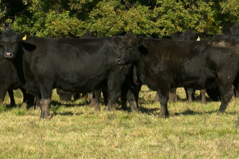 Visita a COEMBOTÁ Angus de Calderón - Previa al 11° Remante Anual
