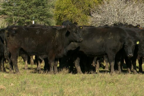 Visita a COEMBOTÁ Angus de Calderón - Previa al 11° Remante Anual