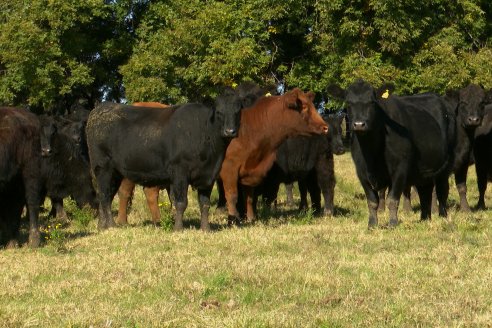 Visita a COEMBOTÁ Angus de Calderón - Previa al 11° Remante Anual