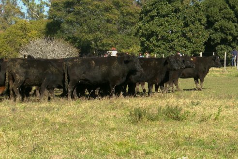 Visita a COEMBOTÁ Angus de Calderón - Previa al 11° Remante Anual