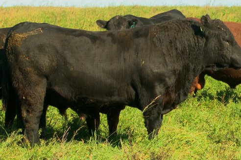 Visita a COEMBOTÁ Angus de Calderón - Previa al 11° Remante Anual