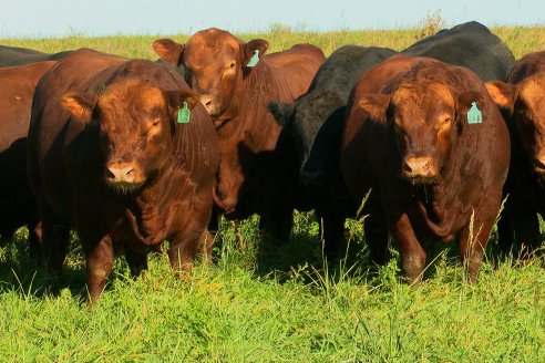 Visita a COEMBOTÁ Angus de Calderón - Previa al 11° Remante Anual