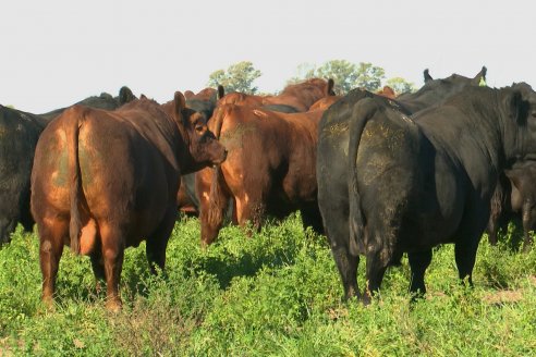 Visita a COEMBOTÁ Angus de Calderón - Previa al 11° Remante Anual