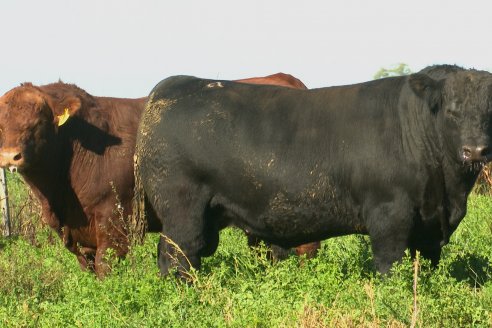 Visita a COEMBOTÁ Angus de Calderón - Previa al 11° Remante Anual