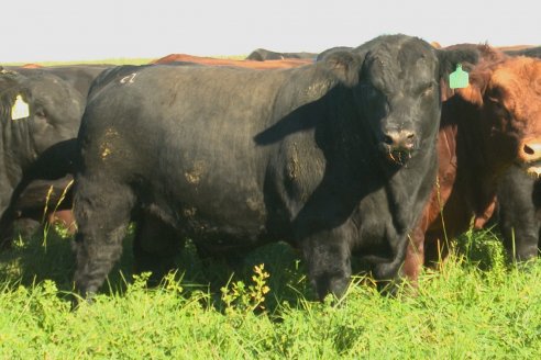 Visita a COEMBOTÁ Angus de Calderón - Previa al 11° Remante Anual