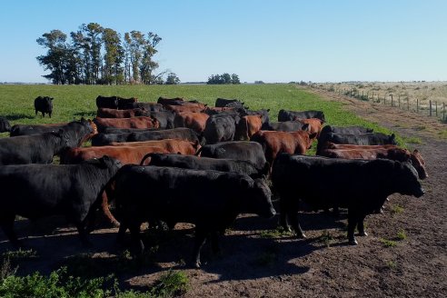 Visita a COEMBOTÁ Angus de Calderón - Previa al 11° Remante Anual