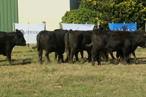 Visita a COEMBOTÁ Angus de Calderón - Previa al 11° Remante Anual