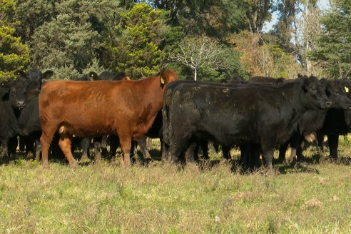 Visita a COEMBOTÁ Angus de Calderón - Previa al 11° Remante Anual