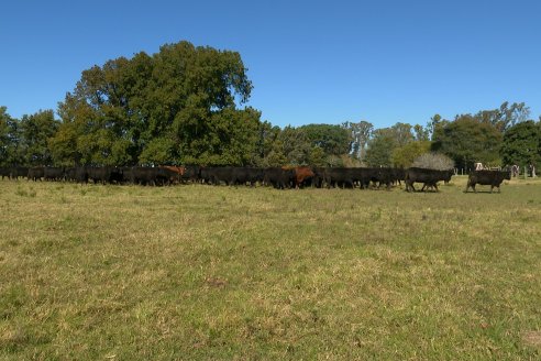 Visita a COEMBOTÁ Angus de Calderón - Previa al 11° Remante Anual