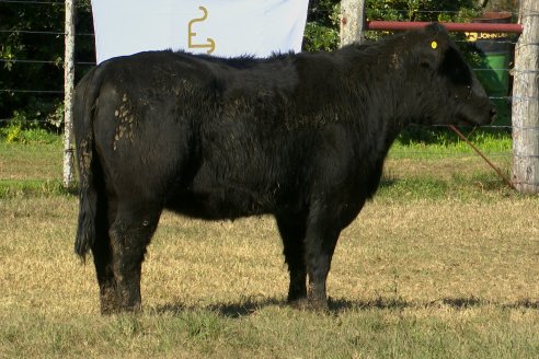 Visita a COEMBOTÁ Angus de Calderón - Previa al 11° Remante Anual