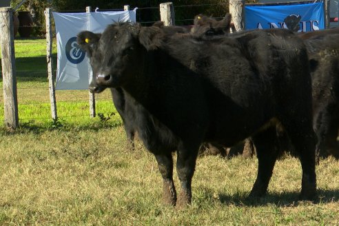 Visita a COEMBOTÁ Angus de Calderón - Previa al 11° Remante Anual