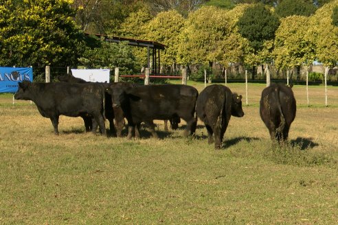 Visita a COEMBOTÁ Angus de Calderón - Previa al 11° Remante Anual