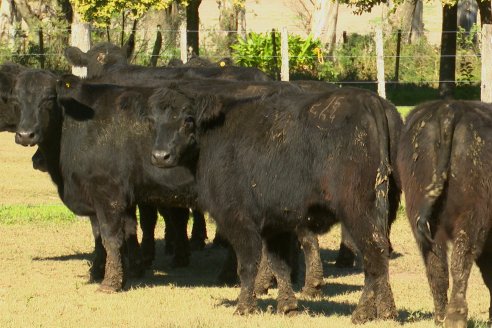 Visita a COEMBOTÁ Angus de Calderón - Previa al 11° Remante Anual