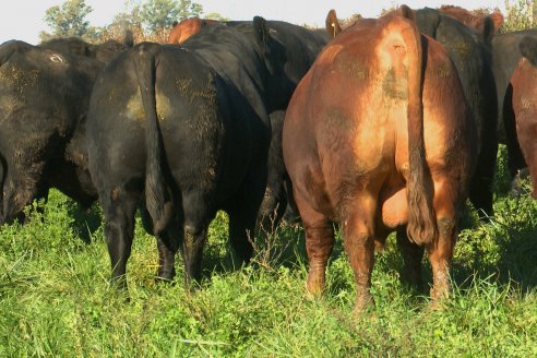 Visita a COEMBOTÁ Angus de Calderón - Previa al 11° Remante Anual