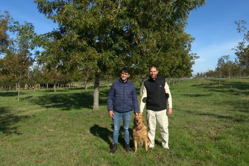 Los Farall apuestan al pecán como rentable alternativa productiva