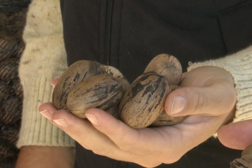 Con rendimientos muy buenos y dispar calidad de nueces, finalizó en la provincia la recolección de pecanes