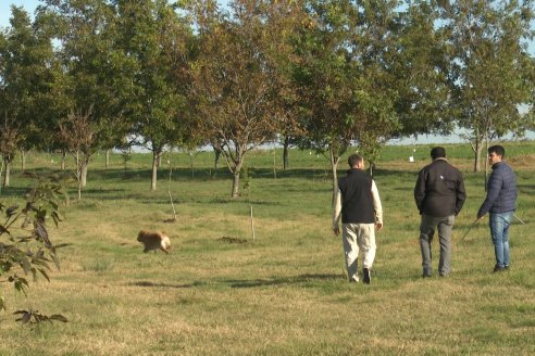 Israel comenzará a comprar nuez pecán sin cáscara en la Argentina