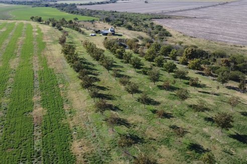 Con bajos precios como argumento, los pecaneros prevén desacelerar sus inversiones en las plantaciones