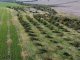 Con bajos precios como argumento, los pecaneros prevén desacelerar sus inversiones en las plantaciones