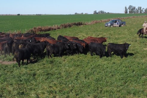 Se viene el tradicional remate anual de los Angus de Cabaña Coembotá
