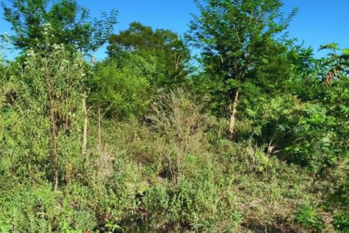 Desde Formosa cuentan cuál es la mejor manera de controlar renovales