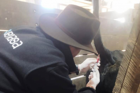 Brucelosis bovina: tomaron muestras de control en remate feria