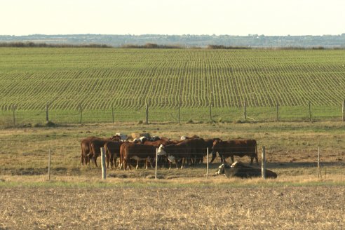Agropecuaria Sauce Pinto: Puesta en marcha de Sembradora Doble Proposito de Dolbi DX 2142