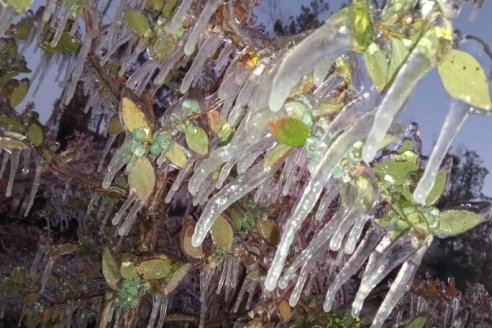 La humedad de suelo y el ambiente atemperan el daño de las heladas en las quintas citrícolas entrerrianas