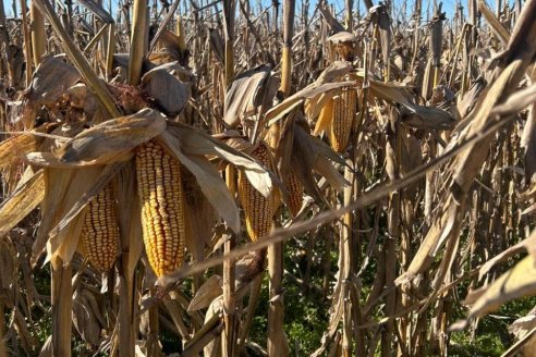 La apuesta maicera ilusiona y puede subir la superficie plantada