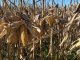 La apuesta maicera ilusiona y puede subir la superficie plantada