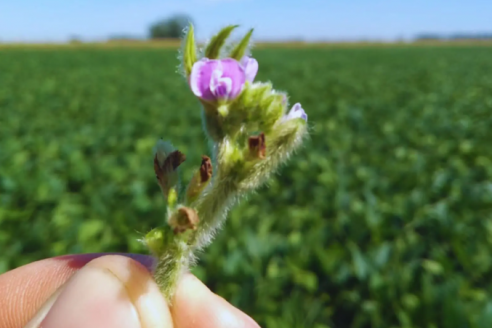 Miden el impacto productivo que genera la relación de las abejas con las plantas de soja