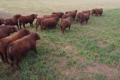 Visita a Cabaña Bajo Fertil de Genética L´Arachide en General Cabrera, Cordoba - Previa al 5to Remate Anual
