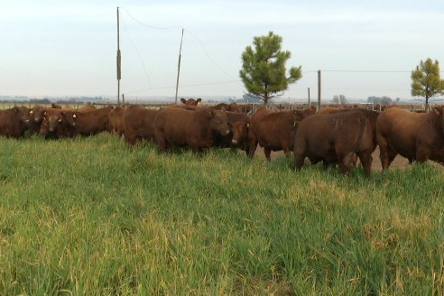 Visita a Cabaña Bajo Fertil de Genética L´Arachide en General Cabrera, Cordoba - Previa al 5to Remate Anual