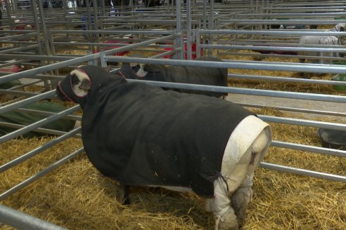 Postales Expo Rural Palermo 2025