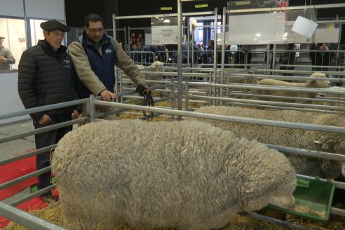 Postales Expo Rural Palermo 2025