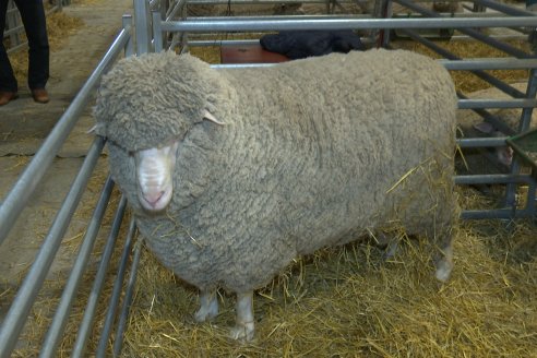 Postales Expo Rural Palermo 2025