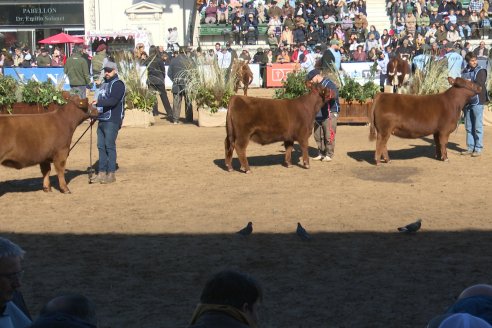 Postales Expo Rural Palermo 2025