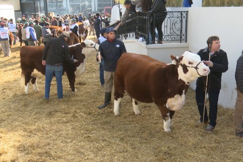 Postales Expo Rural Palermo 2025