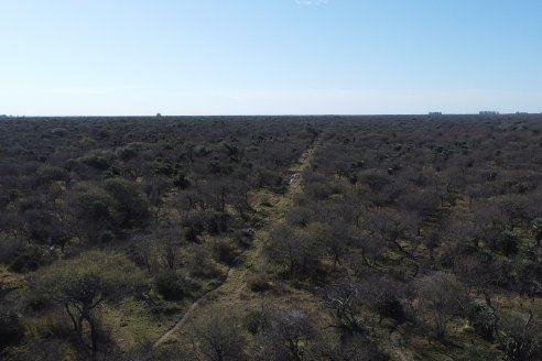 Visita a Palmas Altas una Estancia de Villaguay con mucho monte donde le ganaron la pelea a la garrapata