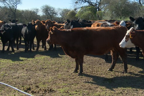 Visita a Palmas Altas una Estancia de Villaguay con mucho monte donde le ganaron la pelea a la garrapata