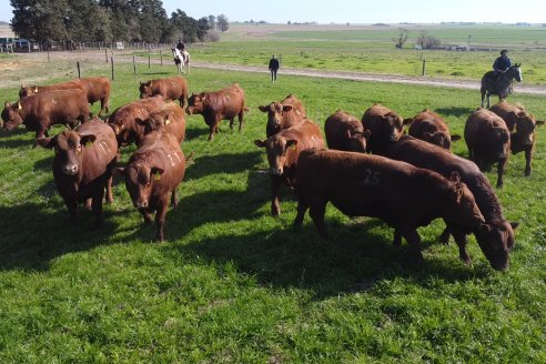 Visita a Cabaña Malaika, Angus Colorados - Distrito Pajonal, Victoria - Previa al 4° Remate Anual 5 de Septiembre