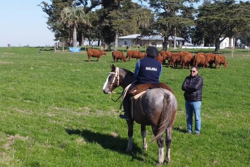 Visita a Cabaña Malaika, Angus Colorados - Distrito Pajonal, Victoria - Previa al 4° Remate Anual 5 de Septiembre