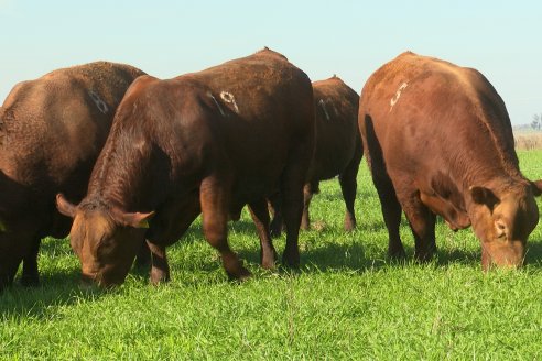 Visita a Cabaña Malaika, Angus Colorados - Distrito Pajonal, Victoria - Previa al 4° Remate Anual 5 de Septiembre