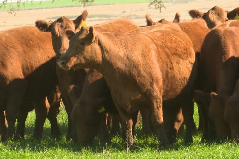 Visita a Cabaña Malaika, Angus Colorados - Distrito Pajonal, Victoria - Previa al 4° Remate Anual 5 de Septiembre