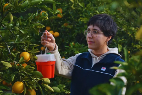 Manejo integrado: expertos estudian el comportamiento de la mosca de la fruta en quintas citrícolas
